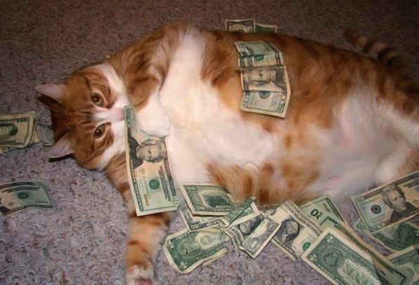 Cash-Cat-20.jpg